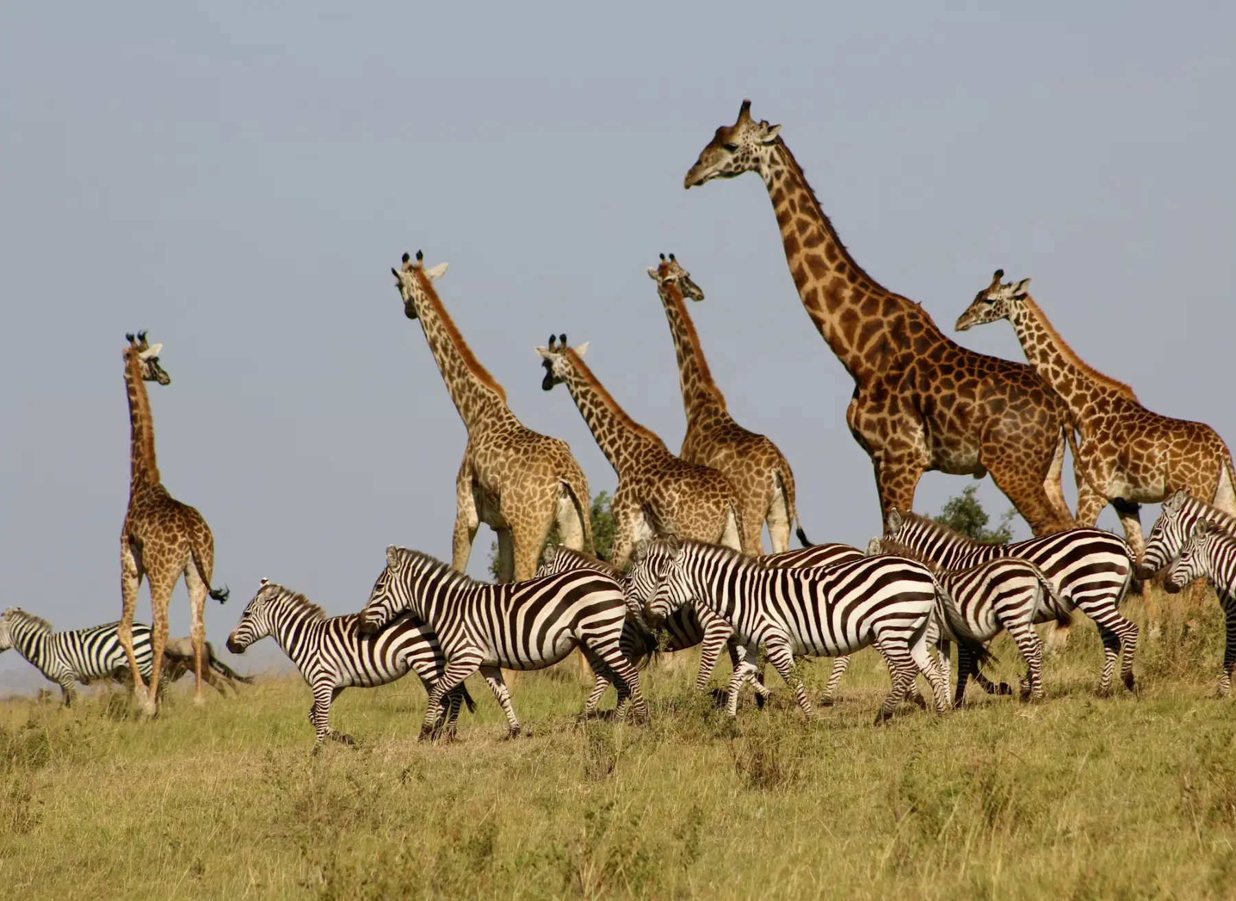 Serengeti, Tanzania
