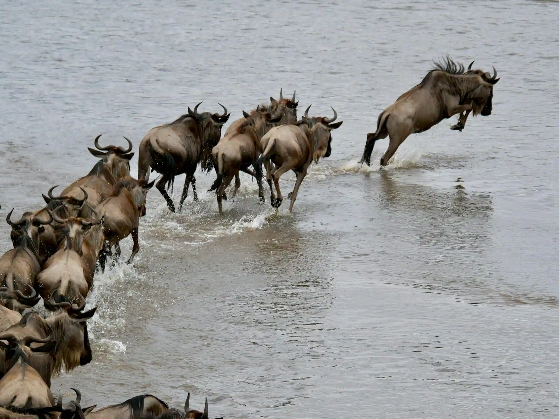 Northern Serengeti Mara River crossing wildebeest migration