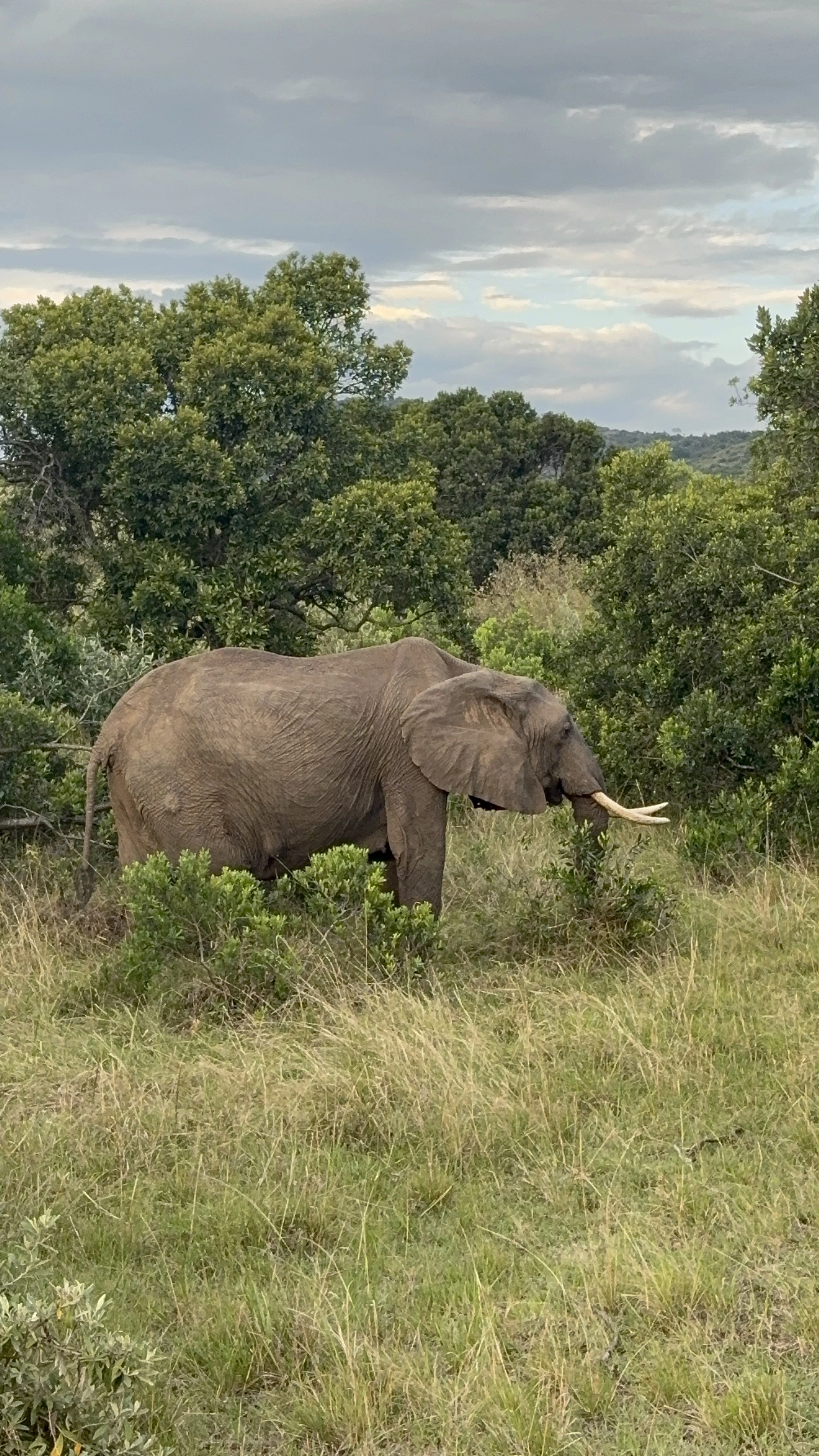 African elephants walking in Masai Mara safari landscape
