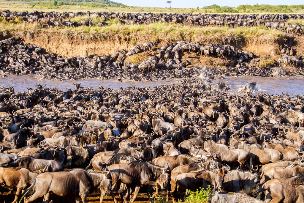 Great Migration herds moving across Masai Mara plains