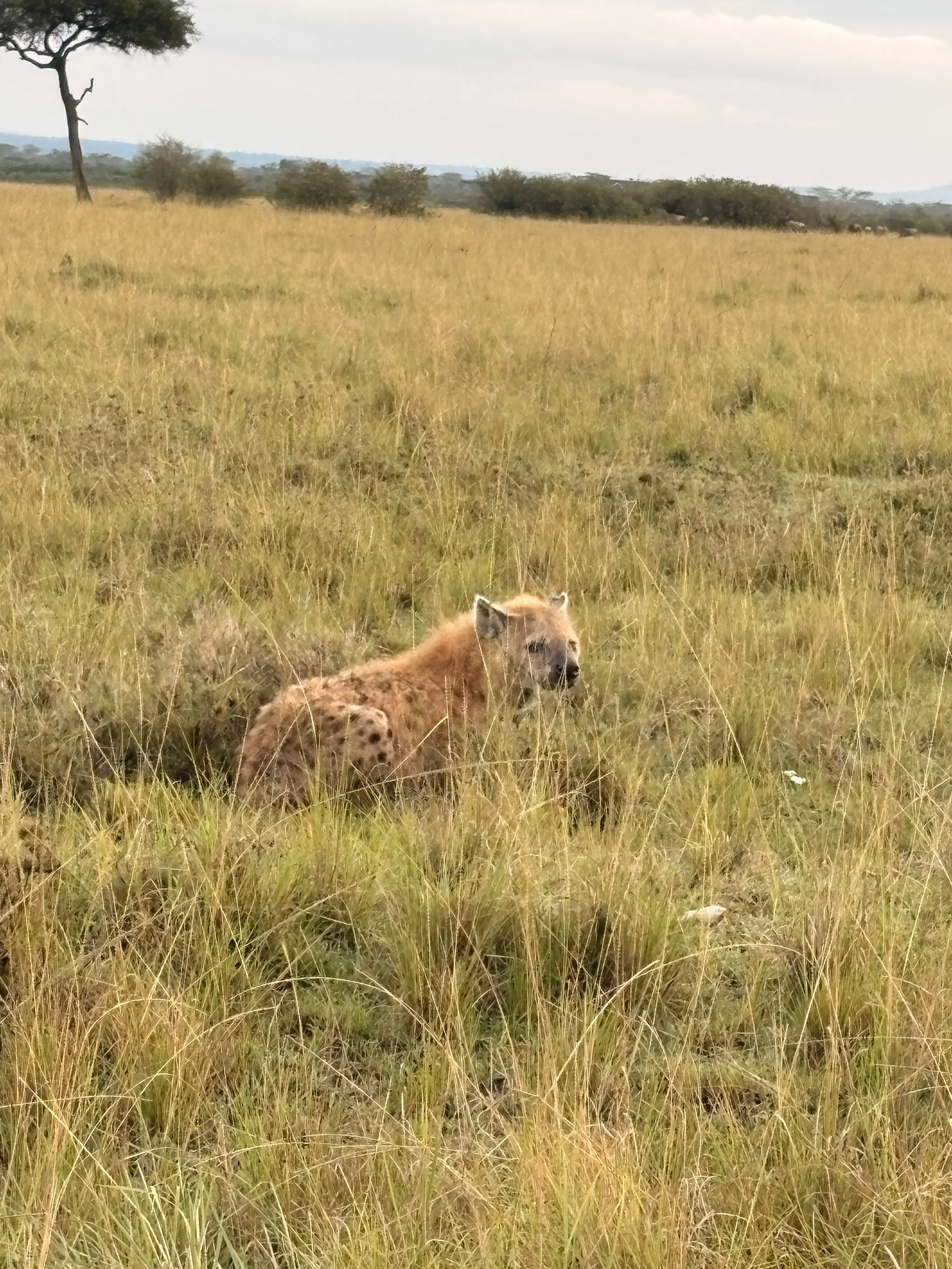Leopard resting on a tree in Masai Mara safari