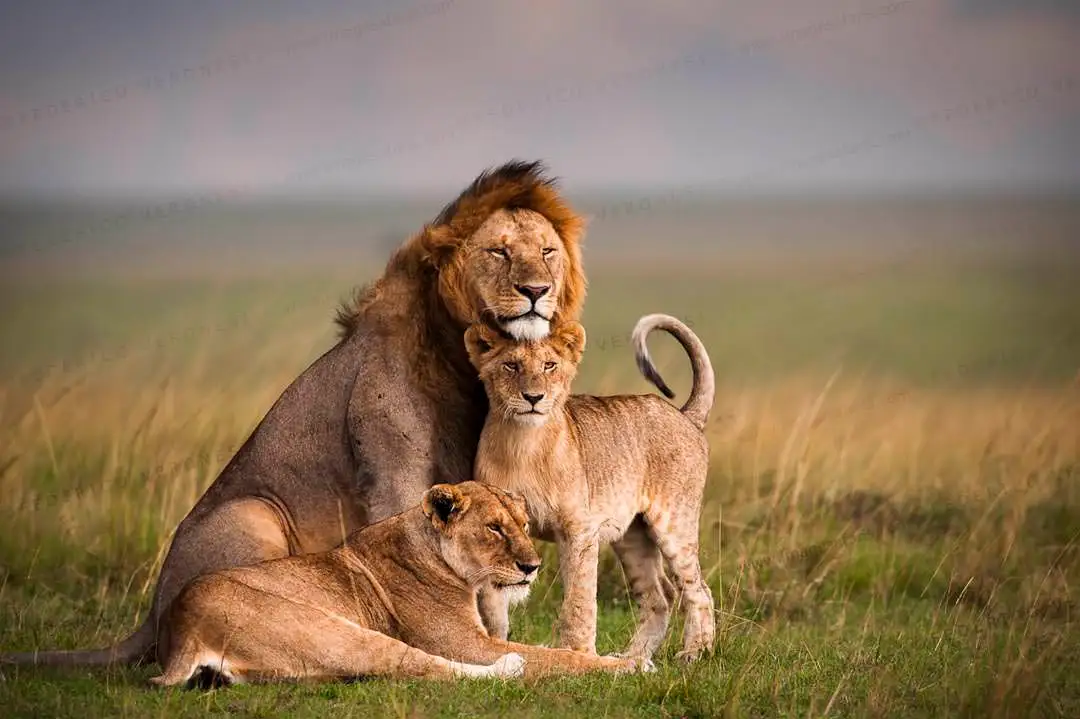 Lion pride during dry season in Masai Mara
