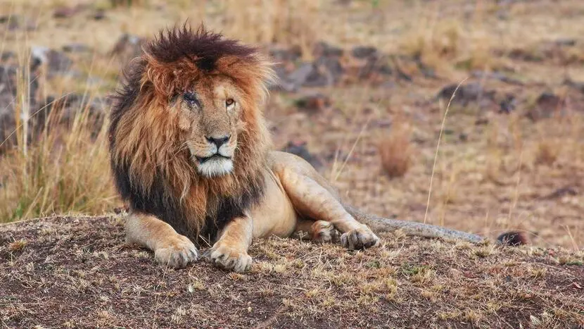 Scarface Lion of Masai Mara – Legendary King of the Savannah Safari Guide