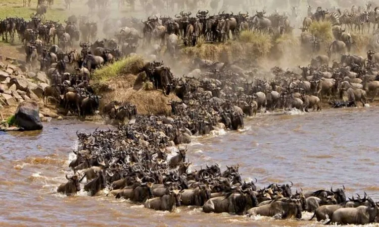 Great Migration season wildlife in Masai Mara with wildebeest herds