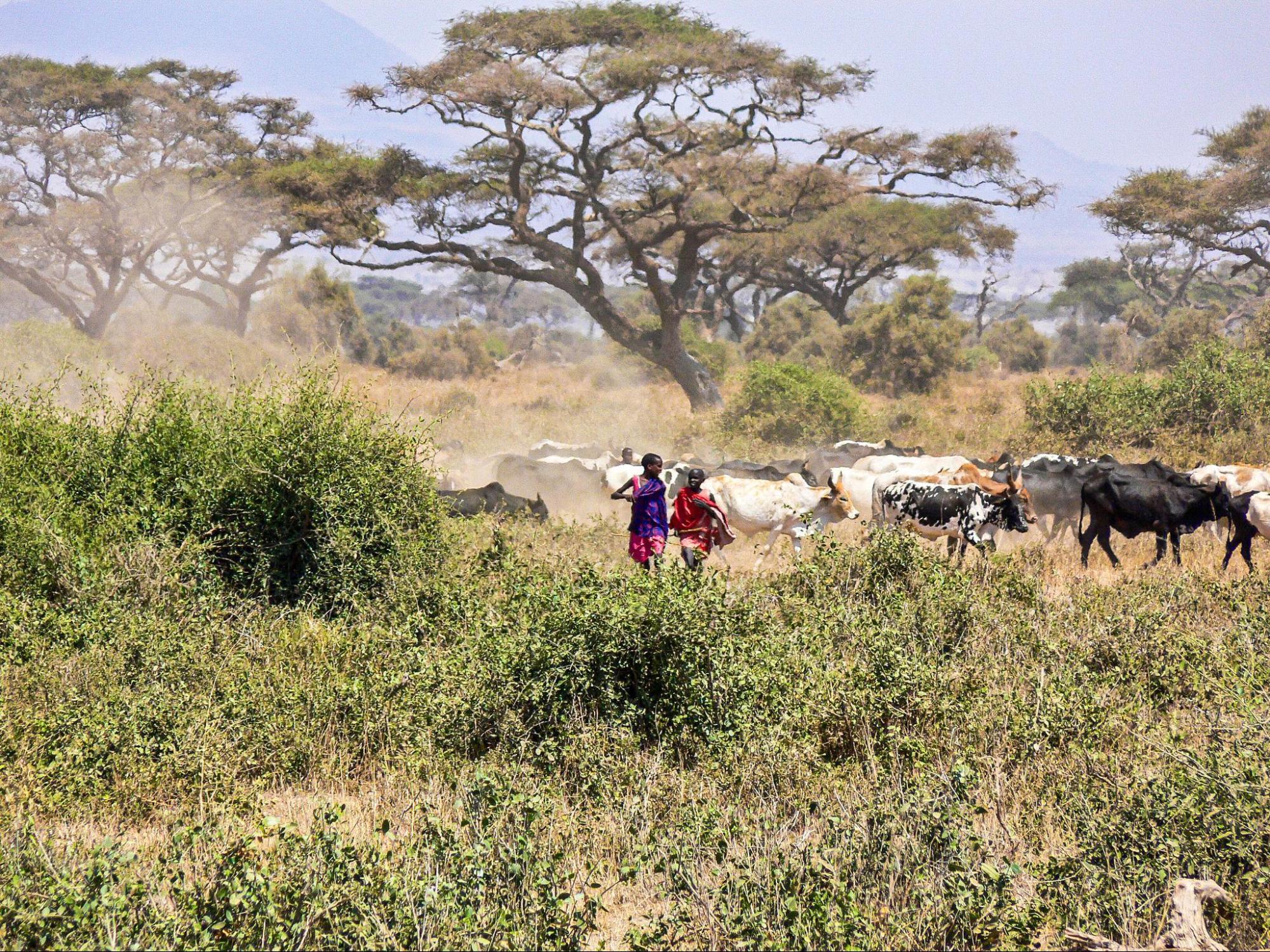 The History of the Masai: Migration, Emutai, Colonial Land Loss and Survival