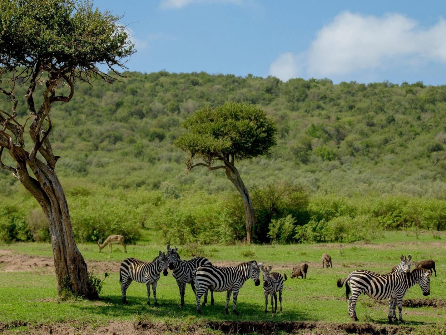 The Masai Warrior (Moran): Lion Hunts, Jumping Dance and Modern Role in Conservation