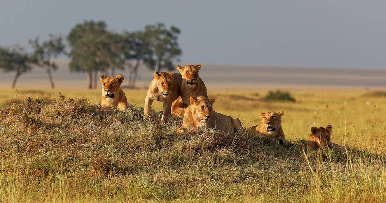 Common mistakes Bangalore travellers make when booking African safaris in Masai Mara