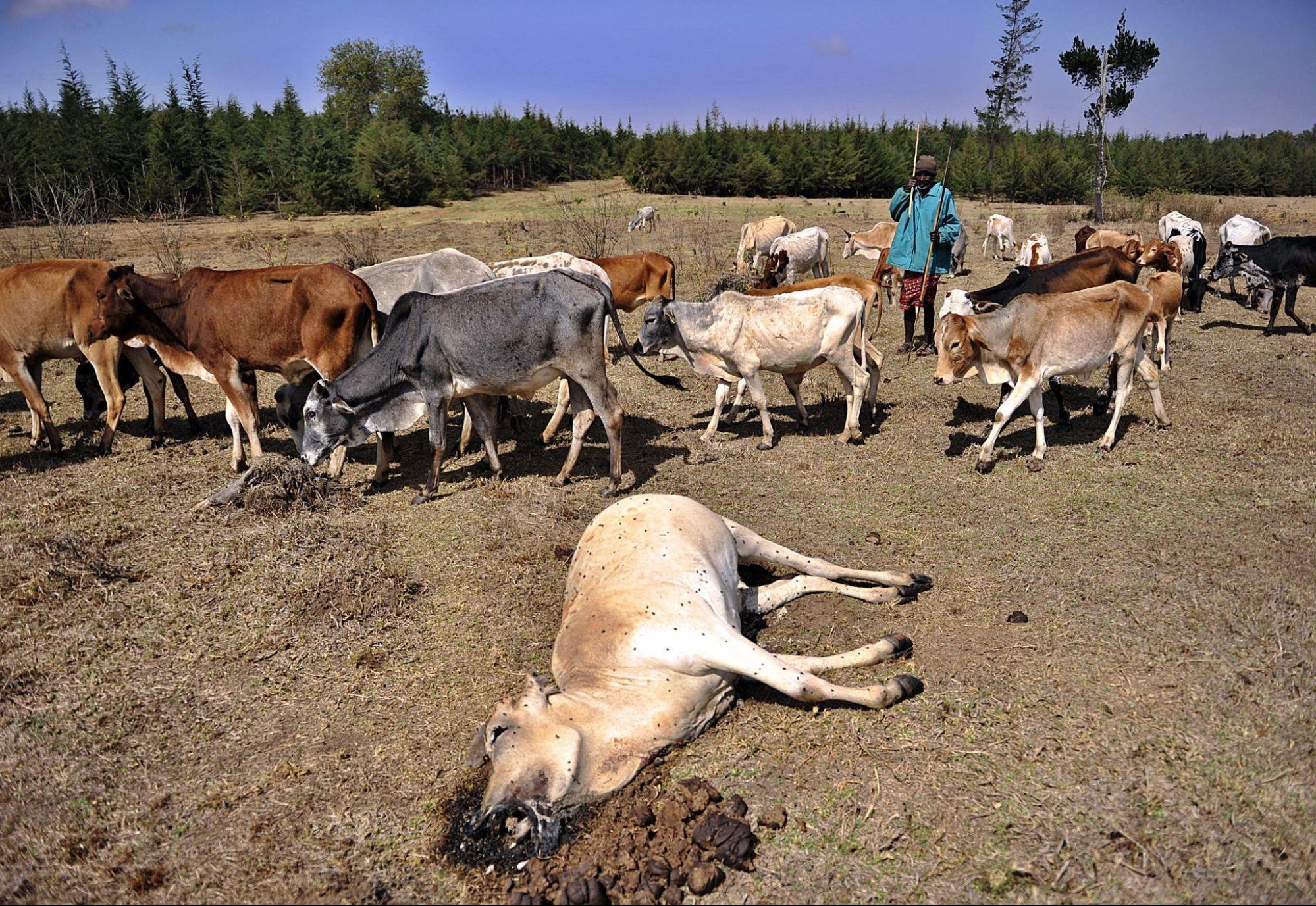 Land rights and shrinking grazing territory affecting Masai communities