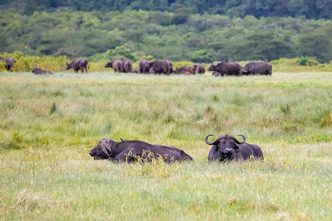 African buffalo herd in Masai Mara safari