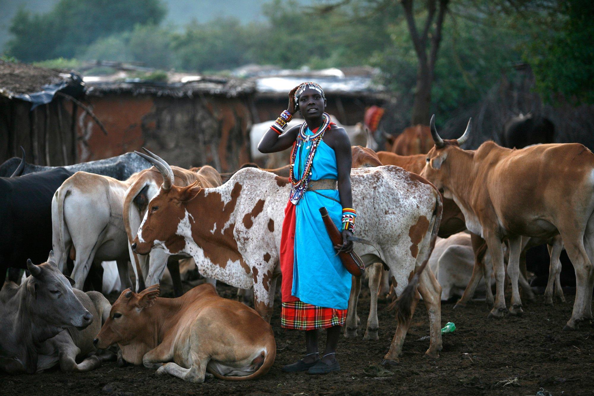 Do the Masai really drink blood as part of their traditional diet