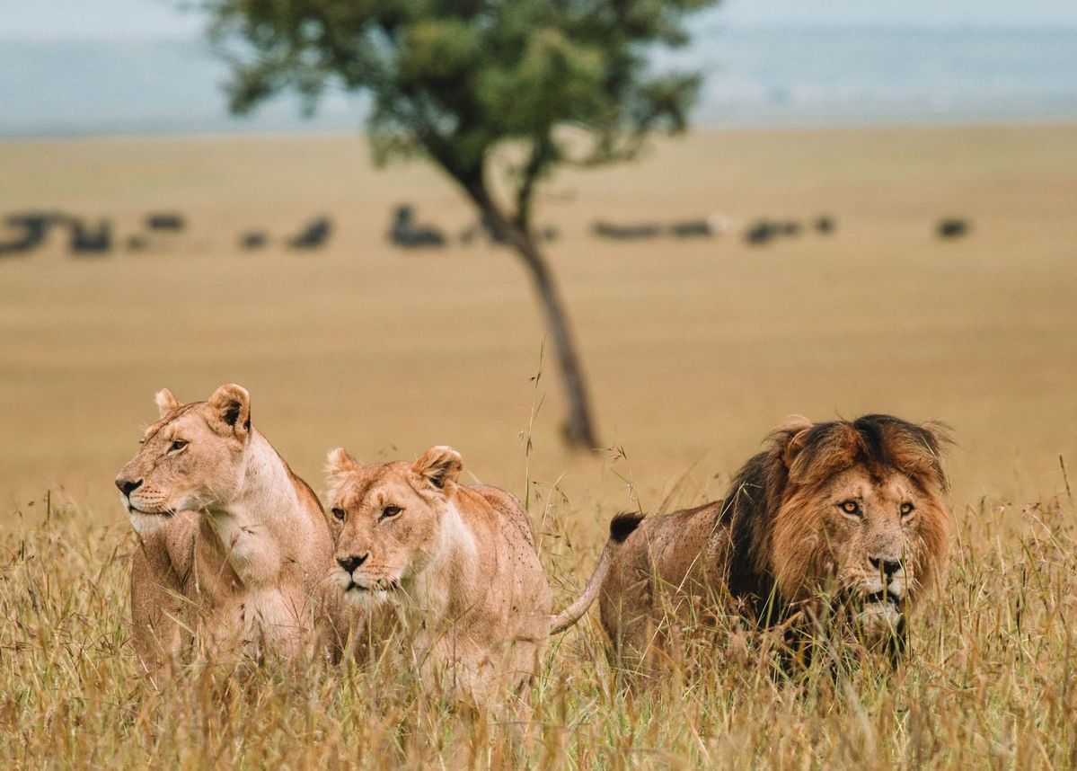 How to Reach Masai Mara from Hyderabad (2026 Travel Guide) – Flights, Nairobi transfers, time & cost table, and safari planning tips for Hyderabad travellers