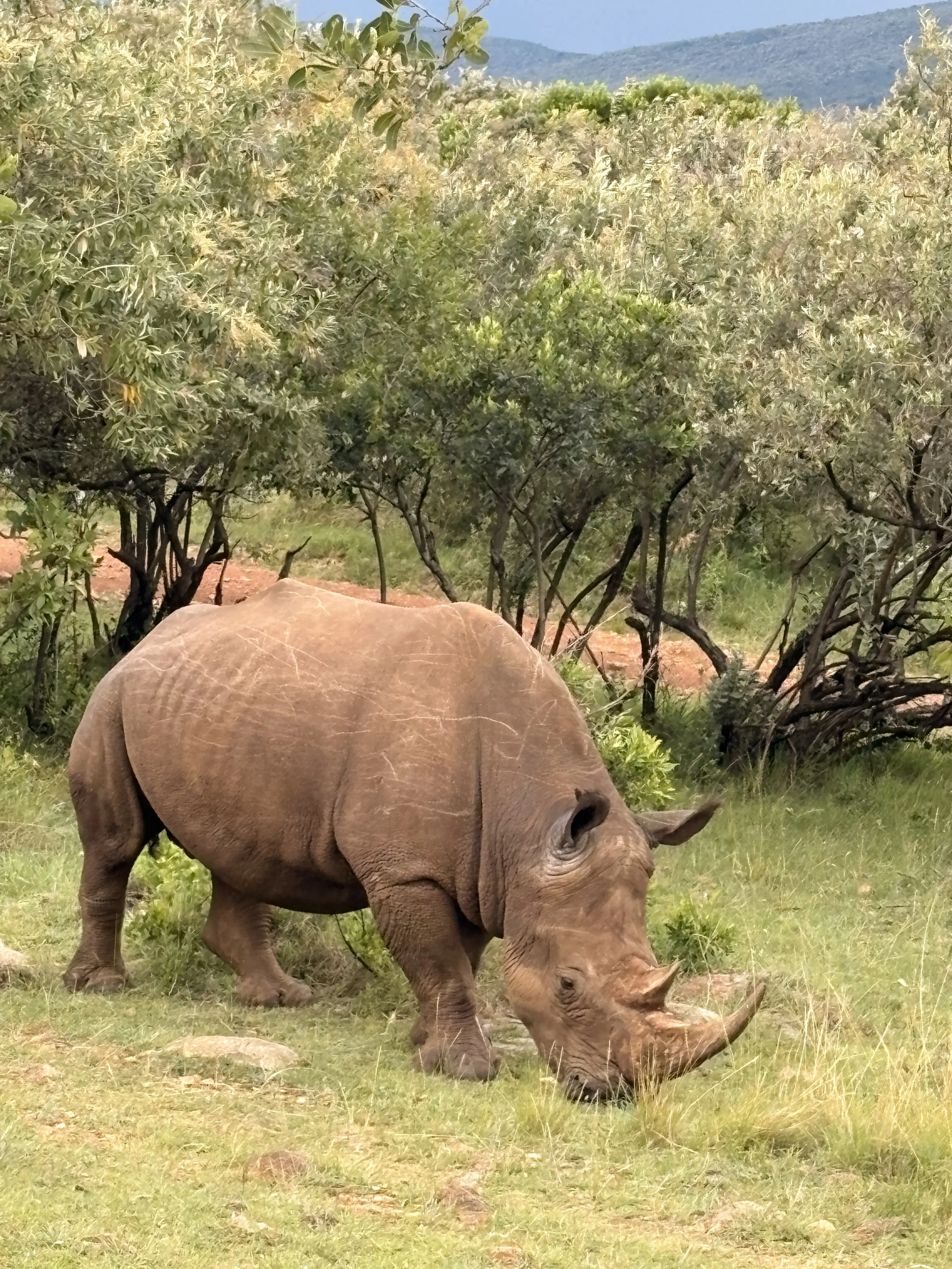 Rhinoceros spotted in Kenya safari reserve