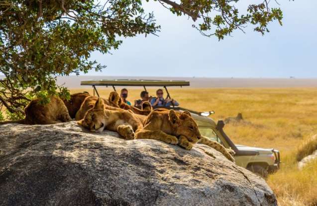 Serengeti Safari Guide 2026 — lion pride on open plains with acacia trees at sunrise