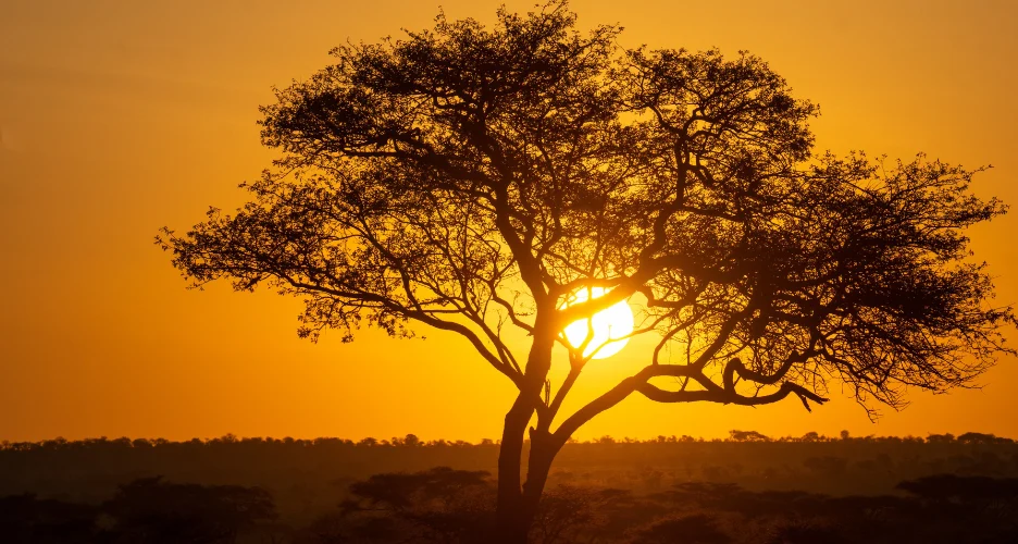 Masai Mara vs Serengeti