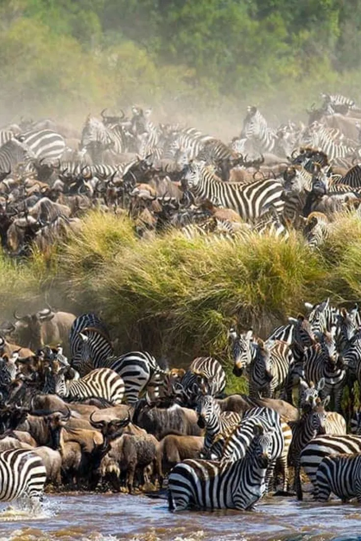 Great Migration river crossing in Masai Mara