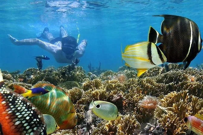 Mnemba Atoll Zanzibar — snorkelling diving clear water reef marine life
