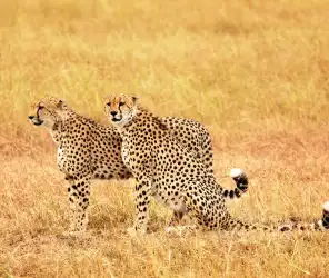 Luxury design and aesthetic focus