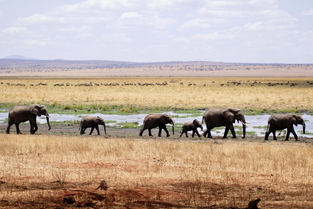 Big Five Safari in Ngorongoro Crater Tanzania