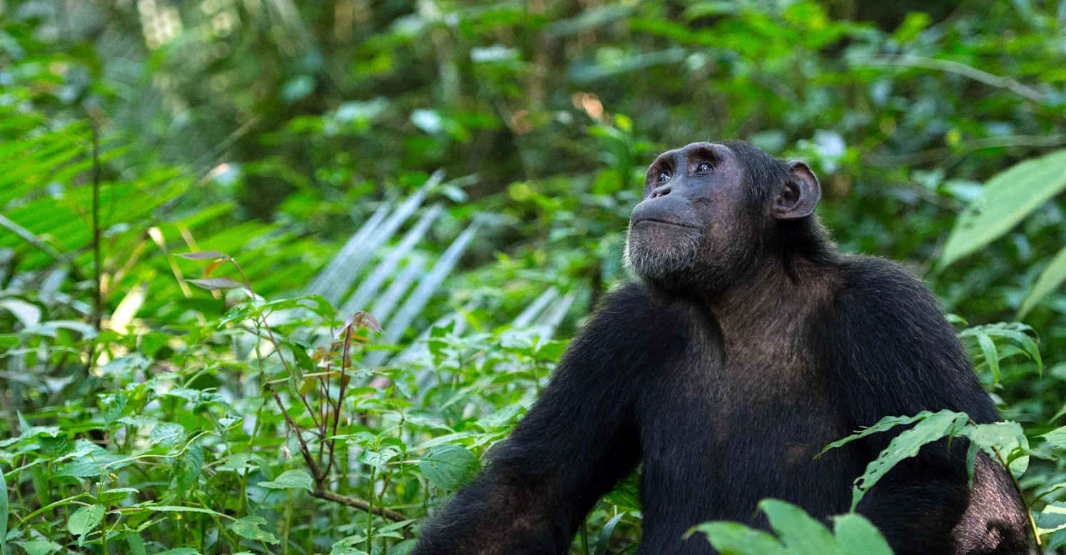 Chimpanzee Trekking in Mahale Mountains Tanzania