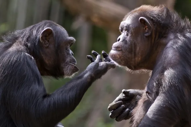 Wild chimpanzee encounter in Mahale Mountains Tanzania