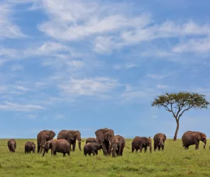 Cinematic and timeless safari camp experience