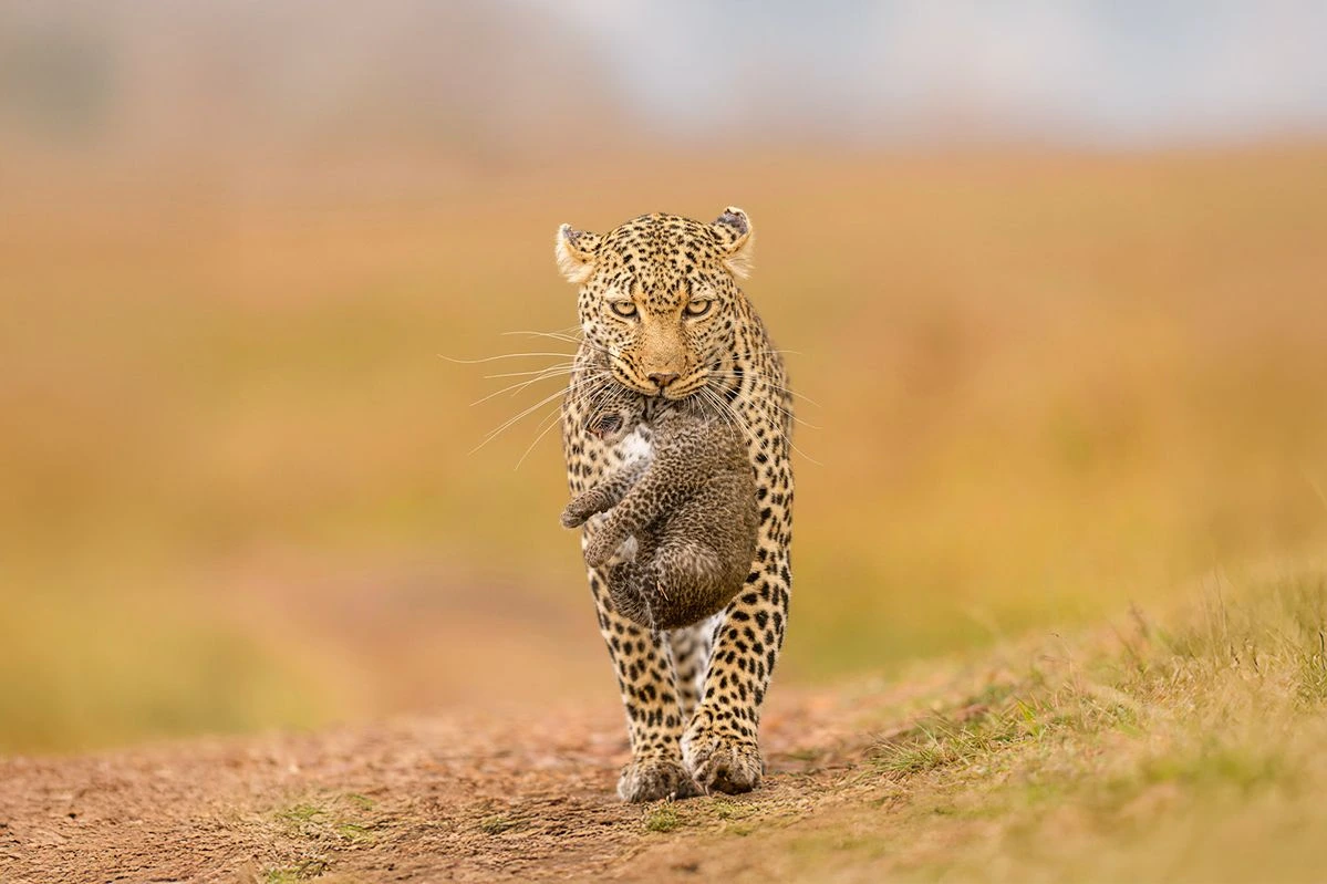 Predator encounters during the Great Migration