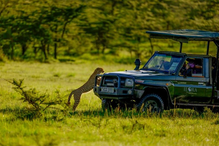 Raw wilderness experience in Masai Mara
