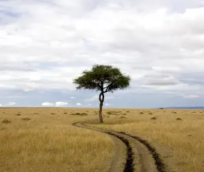 Tracking the Great Migration with expert guides