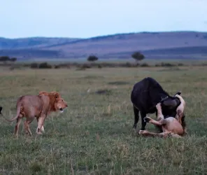 Predator encounters during the Great Migration