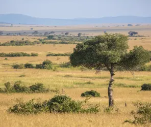 Changing landscapes across Masai Mara regions during migration