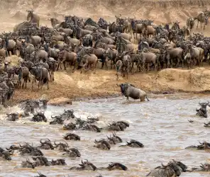 Waiting near rivers for Great Migration crossings