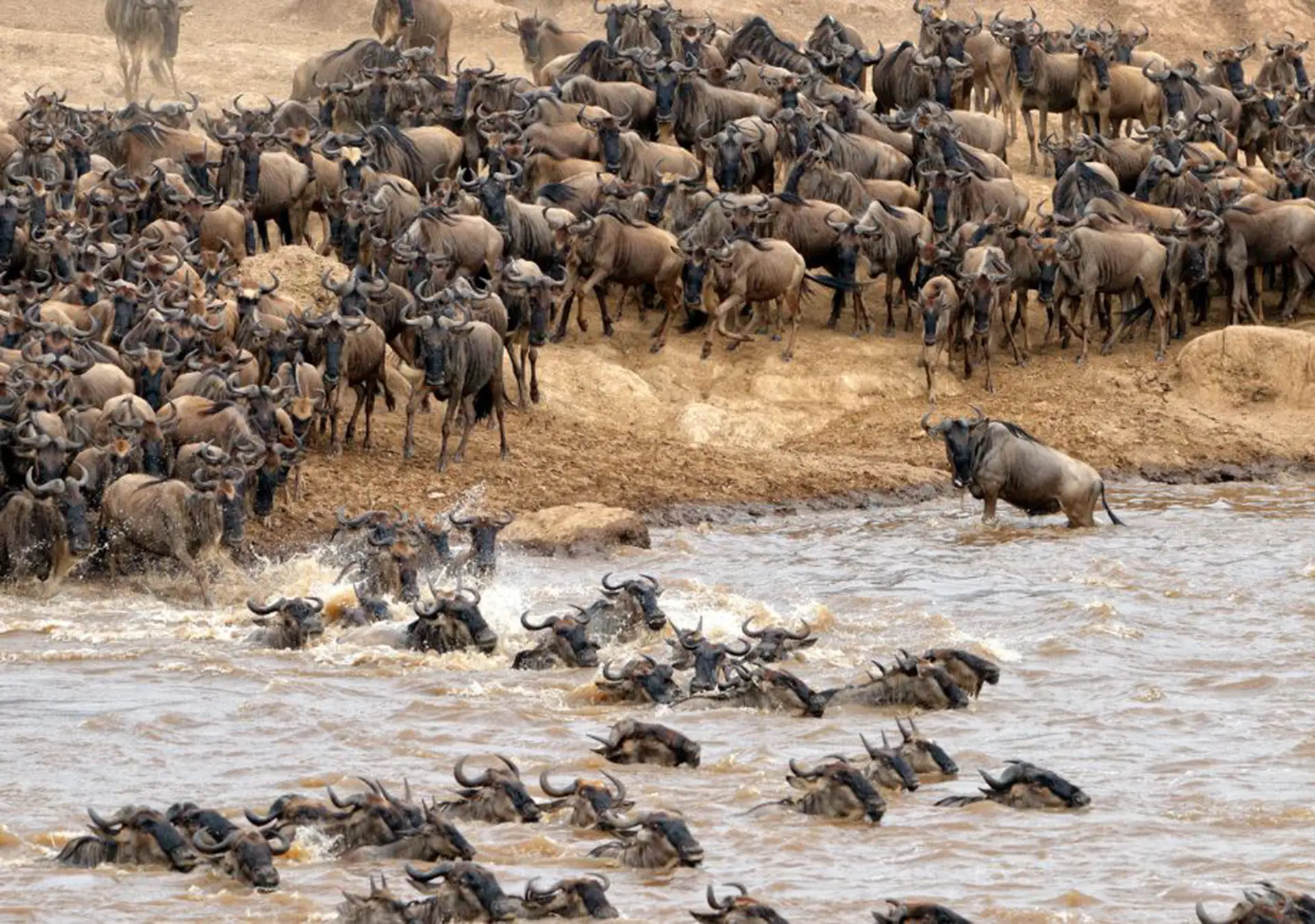 Great Wildebeest Migration Safari in Serengeti Tanzania