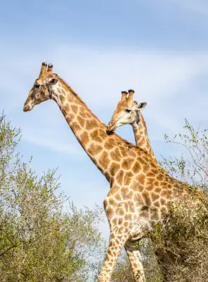 Romantic luxury safari moments in Masai Mara