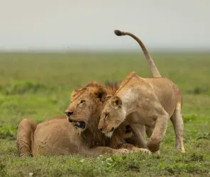 Milestone celebration safari experience in Masai Mara