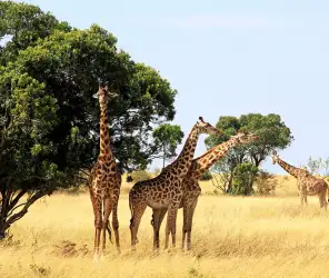 Flexible unhurried pacing on a romantic safari