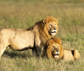 Iconic luxury experience in Africa hot air balloon safari