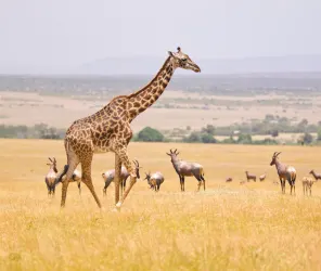 Silent balloon flight over Masai Mara