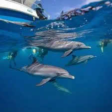 Spinner dolphins swimming in clear Indian Ocean water off Kizimkazi Zanzibar