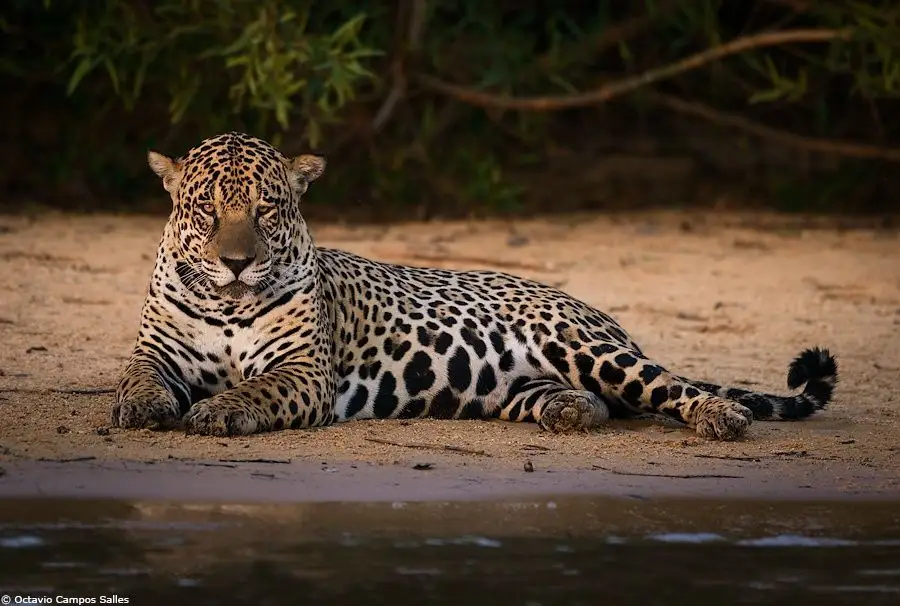Private game drive in the Masai Mara