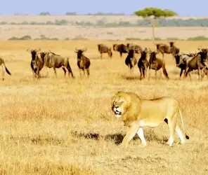 Calm wildlife encounters in private conservancies