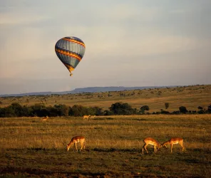Immersive luxury safari experience in conservancies
