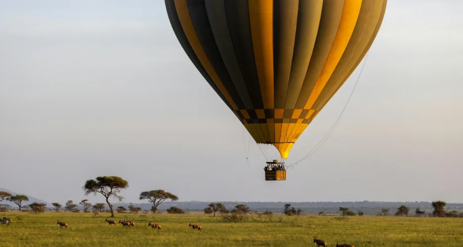 Luxury Conservancy Safari