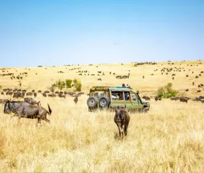 Off-road tracking in Masai Mara conservancies