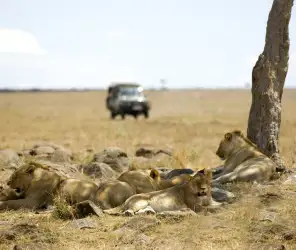 Limited safari vehicles per sighting in conservancies