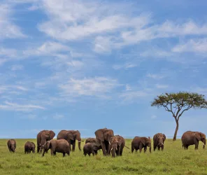 Community-based tourism support in Masai Mara