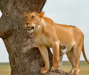 Pastoral life and relationship with wildlife in Masai Mara