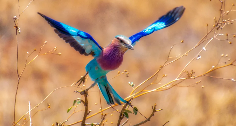 Photography Safari Masai Mara