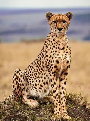 Wildlife photography setup on a Masai Mara safari