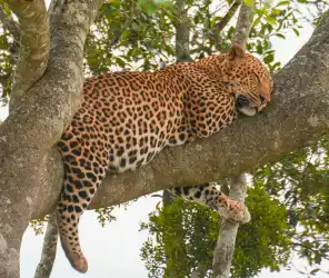 Slower safari drives for photography in Masai Mara