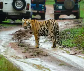 Private safari means flexibility in Masai Mara